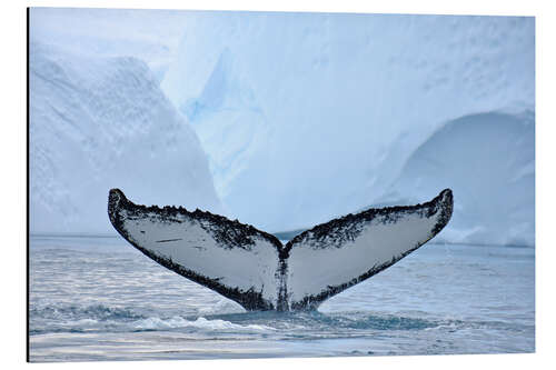 Aluminium print A Humpback Whale Dives