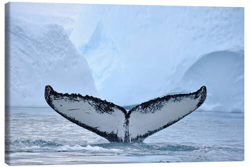 Canvas print A Humpback Whale Dives