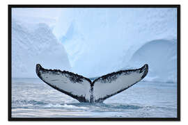 Gerahmter Kunstdruck Ein Buckelwal taucht ab