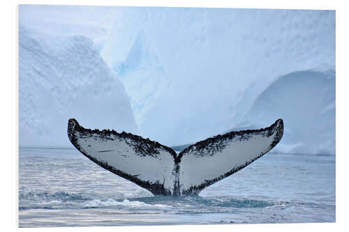 PVC print A Humpback Whale Dives