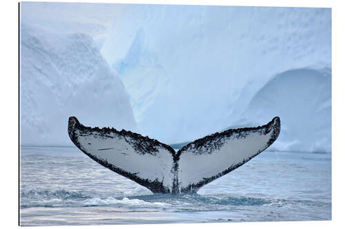 Gallery print A Humpback Whale Dives