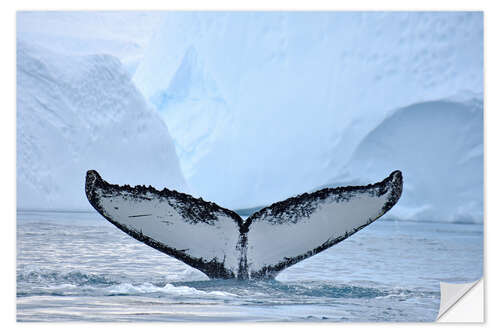 Vinilo para la pared A Humpback Whale Dives