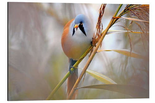 Obraz na aluminium Bearded Tit in the Reeds