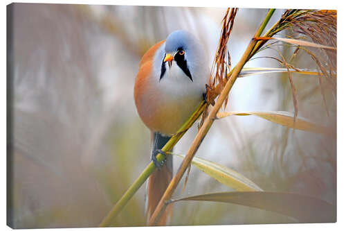 Canvas print Bearded Tit in the Reeds