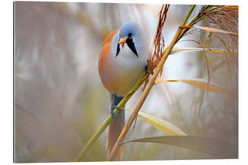 Gallery print Bearded Tit in the Reeds