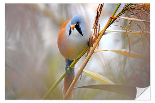 Sticker mural Bearded Tit in the Reeds