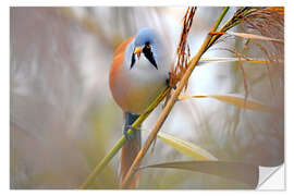 Wall sticker Bearded Tit in the Reeds