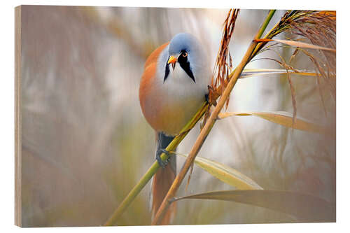 Wood print Bearded Tit in the Reeds