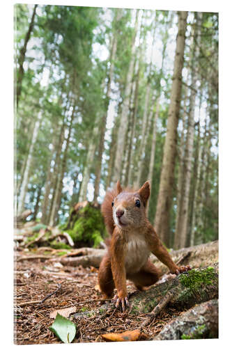 Akryylilasitaulu Red Squirrel in the Black Forest