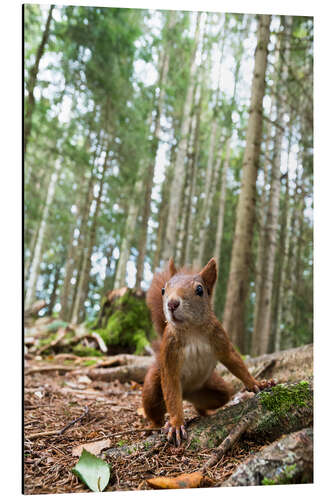 Aluminium print Red Squirrel in the Black Forest