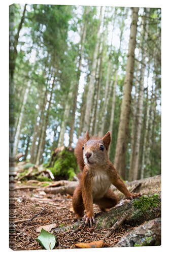 Canvas-taulu Red Squirrel in the Black Forest