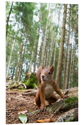 Foam board print Red Squirrel in the Black Forest