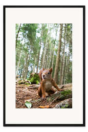 Gerahmter Kunstdruck Rotes Eichhörnchen im Schwarzwald