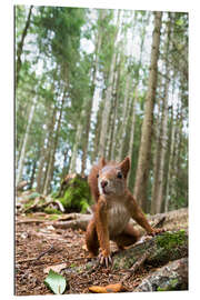 Galleriprint Red Squirrel in the Black Forest