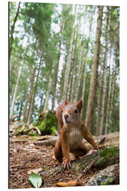 Magnettafel Rotes Eichhörnchen im Schwarzwald
