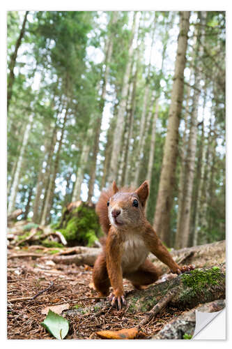 Vinilo para la pared Red Squirrel in the Black Forest