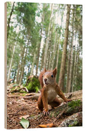 Wood print Red Squirrel in the Black Forest