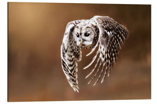 Aluminium print Owl in flight