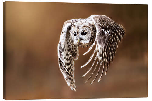 Canvas print Owl in flight