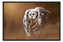 Gerahmter Kunstdruck Eule im Flug