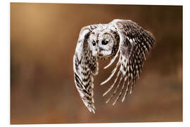 Quadro em PVC Owl in flight