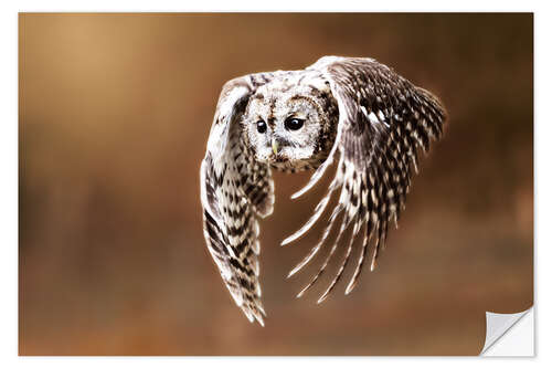 Selvklebende plakat Owl in flight