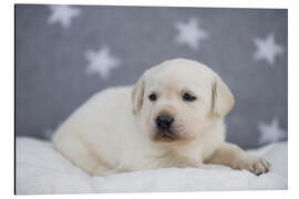 Cuadro de aluminio Bright Labrador Puppy