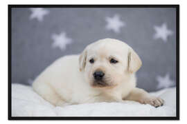 Gerahmter Kunstdruck Heller Labrador Welpe