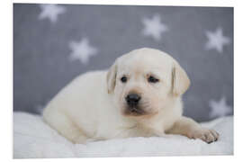 Foam board print Bright Labrador Puppy