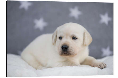 Galleritryk Bright Labrador Puppy