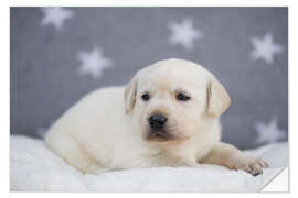 Wall sticker Bright Labrador Puppy