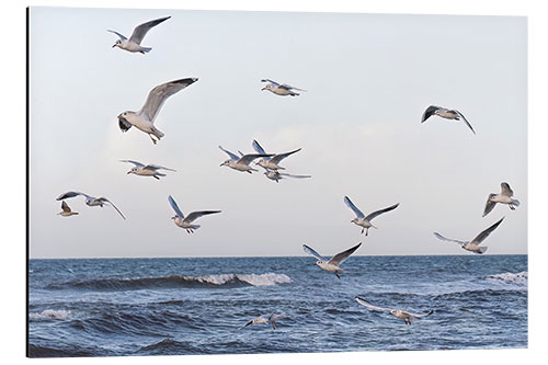 Alumiinitaulu Seagulls over the Baltic Sea