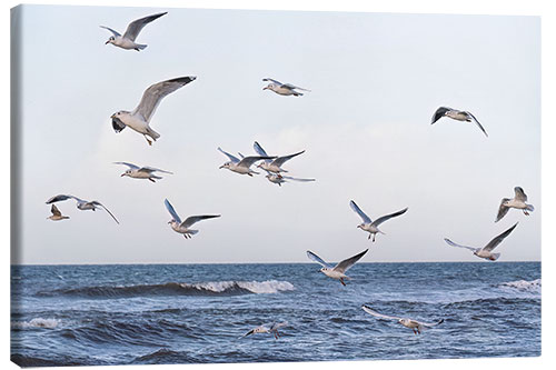 Leinwandbild Möwen über der Ostsee