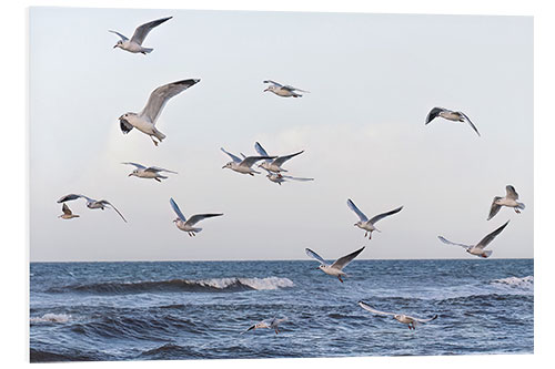 Foam board print Seagulls over the Baltic Sea