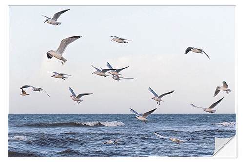 Selvklebende plakat Seagulls over the Baltic Sea