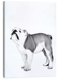 Canvastavla English Bulldog