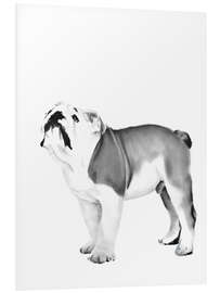 Foam board print English Bulldog