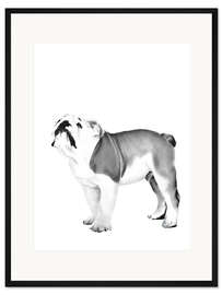 Gerahmter Kunstdruck Englische Bulldoge