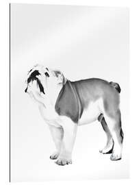 Gallery print English Bulldog