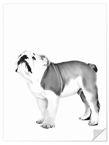 Vinilo para la pared English Bulldog