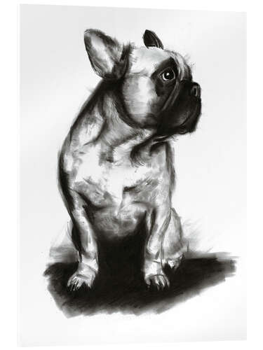 Acrylglasbild Woof - French Bulldog Portrait