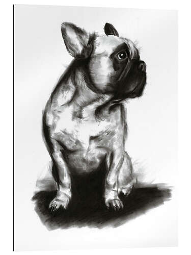 Quadro em plexi-alumínio Woof - French Bulldog Portrait