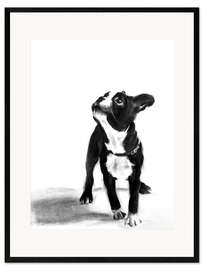 Framed art print Doggystyle - French Bulldog