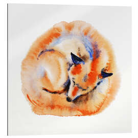 Stampa su plexi-alluminio Sleeping Fox