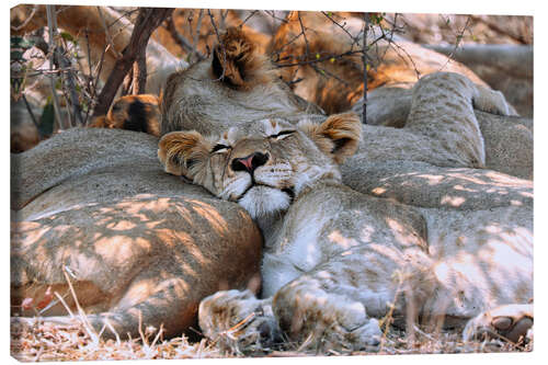 Canvas print Sleeping Lion, South Africa