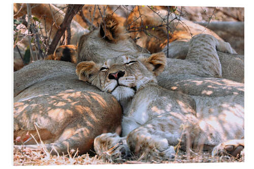 Foam board print Sleeping Lion, South Africa