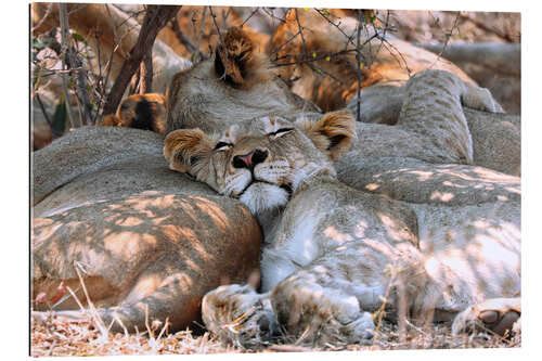 Quadro em plexi-alumínio Sleeping Lion, South Africa