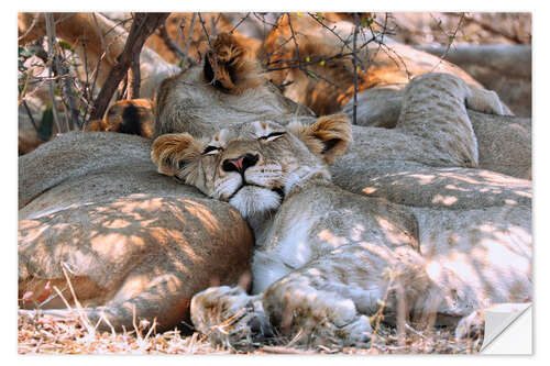 Wall sticker Sleeping Lion, South Africa