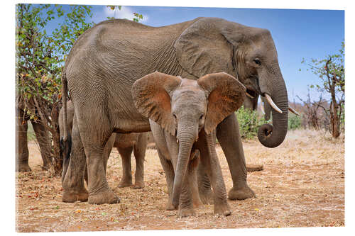 Obraz na szkle akrylowym Elephant Herd in South Africa