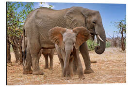 Aluminium print Elephant Herd in South Africa